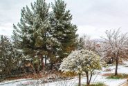 تندباد همراه با گرد وغبار احتمالی، احتمال آسیب به درختان در اثر کاهش دما، برف بهاری در راه است