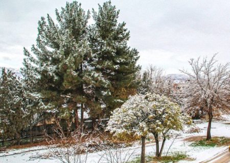 تندباد همراه با گرد وغبار احتمالی، احتمال آسیب به درختان در اثر کاهش دما، برف بهاری در راه است