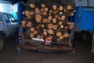 دستگیری متخلفان قطع درختان جنگلی در نمین   