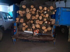 دستگیری متخلفان قطع درختان جنگلی در نمین   