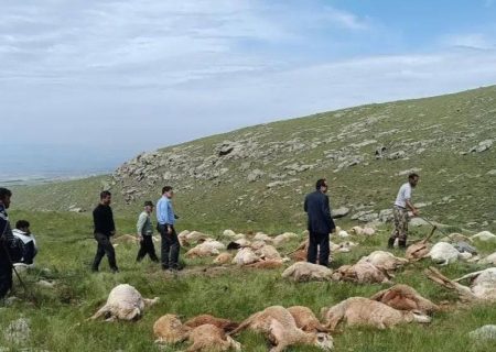 رعدوبرق در مشگین شهر منجر به مصدومیت دو نفر چوپان و تلف شدن ۱۲۰ راس گوسفند شد