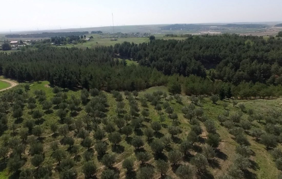 سطح باغات زیتون کشت و صنعت مغان یک هزار هکتار افزایش مییابد