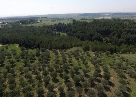 سطح باغات زیتون کشت و صنعت مغان یک هزار هکتار افزایش می‌یابد