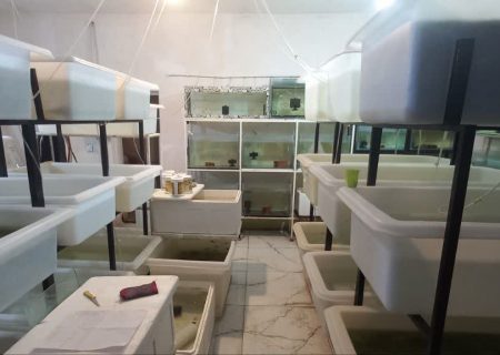 رشد چشمگیر تولید ماهیان زینتی در اردبیل با راه‌اندازی کارگاه‌های مدرن