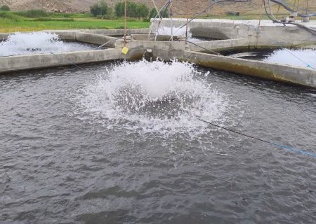 ضرورت بیمه مزارع پرورش ماهی برای حفظ سرمایه تولیدکنندگان