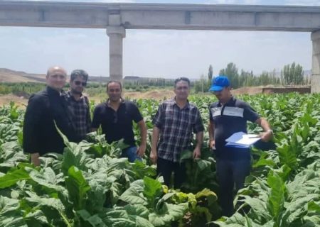 کشت توتون برای نخستین‌بار در استان اردبیل