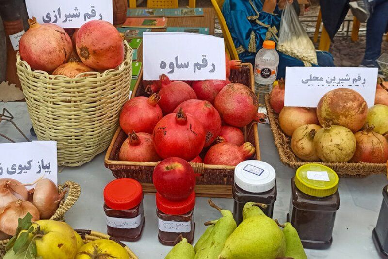 برداشت ۱۵۰۰ تنی انار از باغهای اردبیل