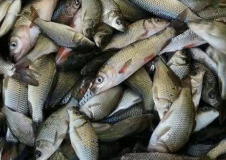 رهاسازی بیش از یک میلیون و پانصدهزار قطعه بچه ماهی گرم‌آبی در مزارع پرورش ماهی در استان اردبیل