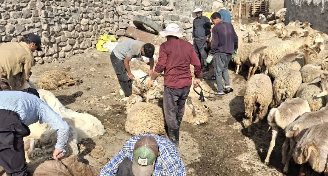 حماسه همدلی در دامنههای سبلان؛ یاریگری عشایر مشگینشهر در آیین پشمچینی
