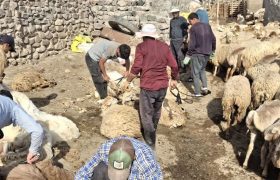 حماسه همدلی در دامنه‌های سبلان؛ یاری‌گری عشایر مشگین‌شهر در آیین پشم‌چینی
