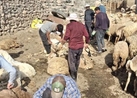 حماسه همدلی در دامنه‌های سبلان؛ یاری‌گری عشایر مشگین‌شهر در آیین پشم‌چینی